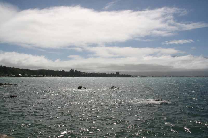 Nieuw-Zeeland 2011 - 1094